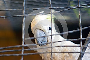 Cockatoo in cage