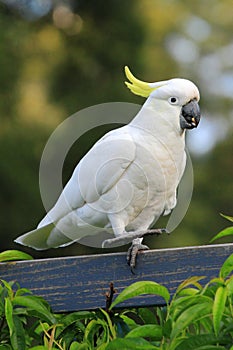 Pappagallo cacatua danza sul 