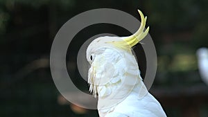 Cockatoo in the Dandenong ranges, Australia