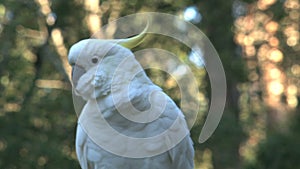 Cockatoo in the Dandenong ranges, Australia