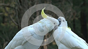 Cockatoo in the Dandenong ranges, Australia