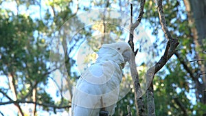 Cockatoo in the Dandenong ranges, Australia