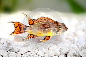 Cockatoo Dwarf Cichlid Apistogramma cacatuoides