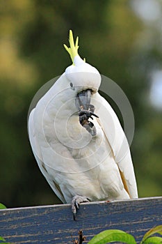 Cockatoo eating on fence