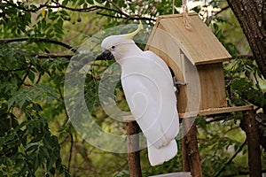 Cockatoo hanging from a bird house and feeder