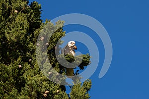 Cockatoo having good lunch