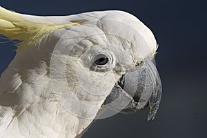 Cockatoo head photo
