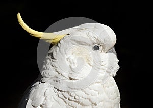 Cockatoo isolated on black