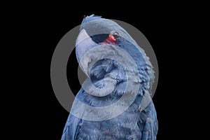 Cockatoo isolated on black background