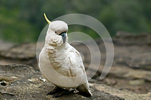 Cockatoo Jamison Valley New South Wales Australia photo