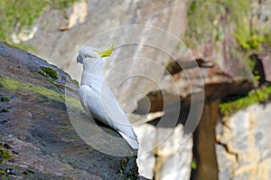 Cockatoo Jamison Valley New South Wales Australia photo