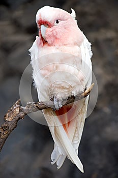 Cockatoo, Major Mitchell