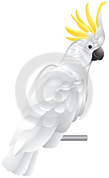 Cockatoo parrot photo