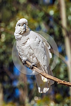 Cockatoo parrot in Australia