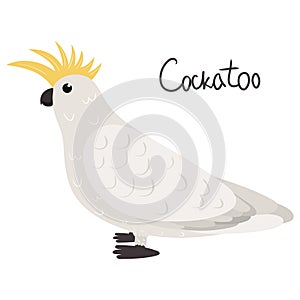 Cockatoo parrot in cartoon style on white background. Cacatuidae parakeet. photo