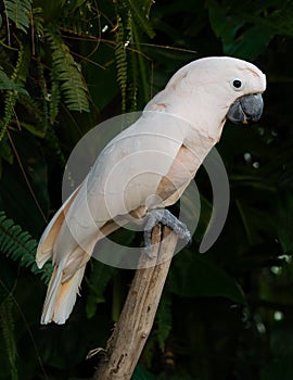 Cockatoo parrot with pink white feathers on a trunk