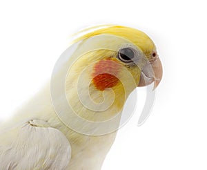 Cockatoo Parrot, Quarrion, Weero, Nymphicus