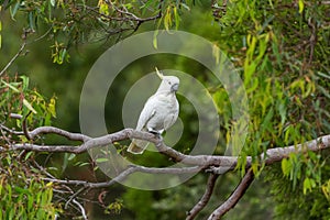 Cockatoo parrot sitting on a green tree branch in Australia. Big white and yellow cockatoo with nature green background