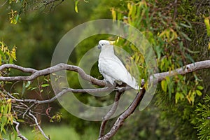 Cockatoo parrot sitting on a green tree branch in Australia. Big white and yellow cockatoo with nature green background