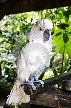 Cockatoo parrot in the tropics