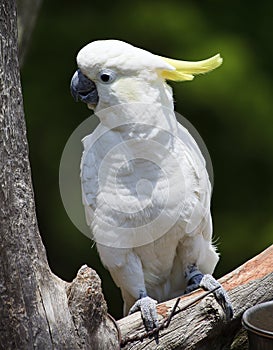 Cockatoo Perched photo