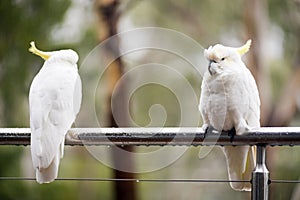 Cockatoo's In Rain