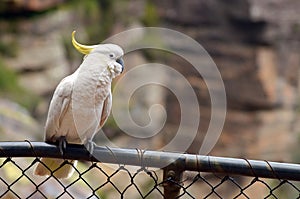 Cockatoo sit on a fance in Jamison Valley New South Wales Australia photo