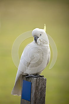 Cockatoo sitting on a timber fence post