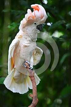 Pappagallo cacatua un albero 