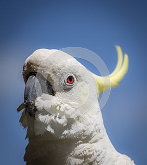 Cockatoo is watching you