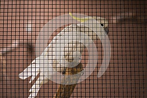 Cockatoo or white parrot behind the fence inside the cage