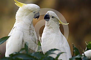 Cockatoos