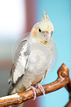 Cockatoos bird in wood tree branch