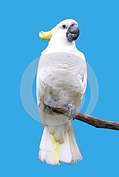 Cockatoos in blue background