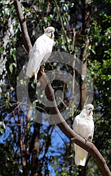 Cockatoos on a branches