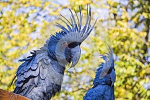 Cockatoos on a branches