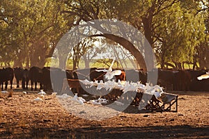 Cockatoos & cattle gather in the early morning to eat a feed of hay.