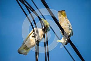 Cockatoos chewing on electrical cable photo