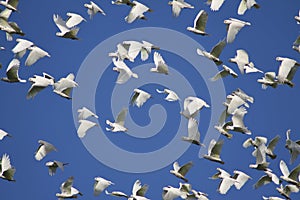 Cockatoos Flight