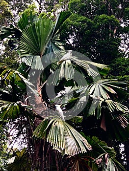 Cockatoos in a palm tree