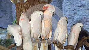 Cockatoos sitting on a branch