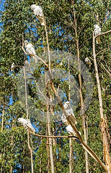Cockatoos on a tree in Australia
