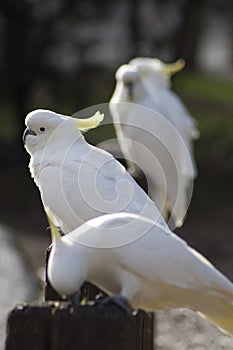 Cockatoos waiting in line