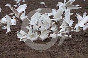 Cockatoos on Wheat Crop