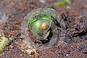Cockchafer