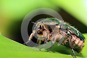 Cockchafer