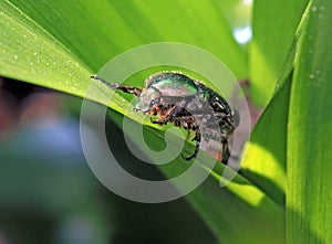 Cockchafer