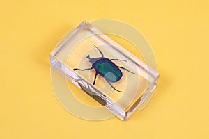 Cockchafer