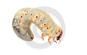 Cockchafer