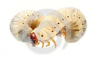 Cockchafer